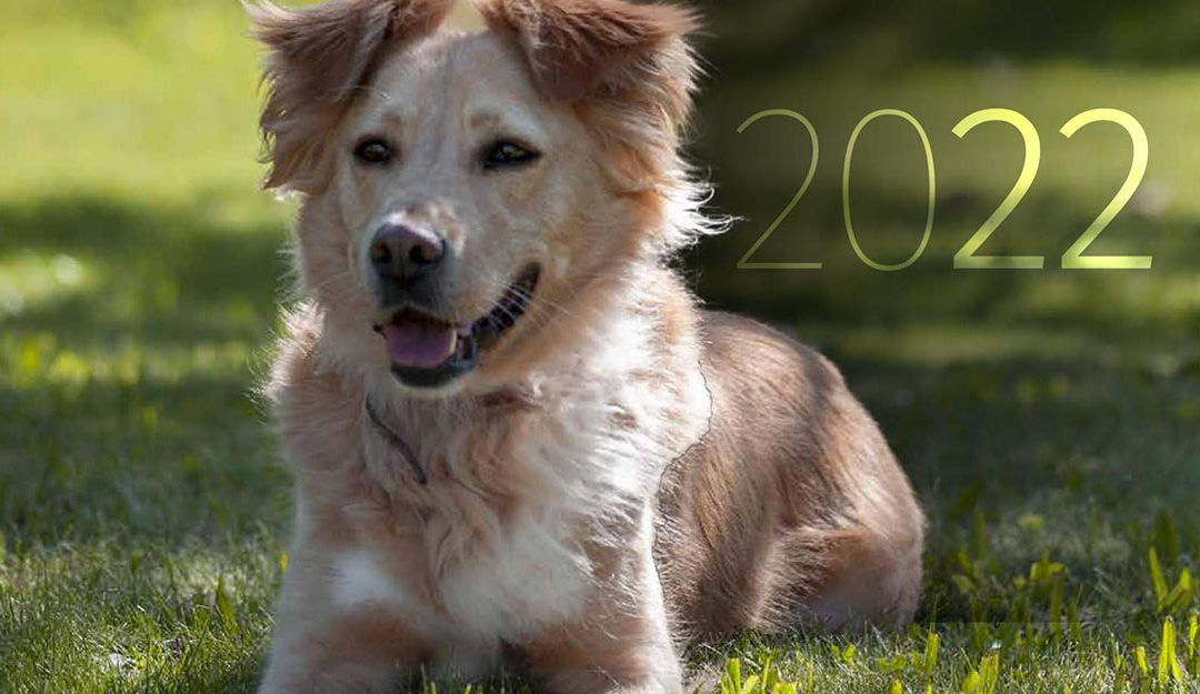 Nafotili jsme charitativní kalendář na rok 2022 pro útulek Voříšek